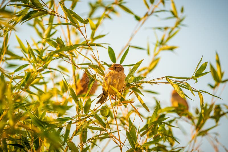 Sparrows birds on a bamboo stock image. Image of house 137507403