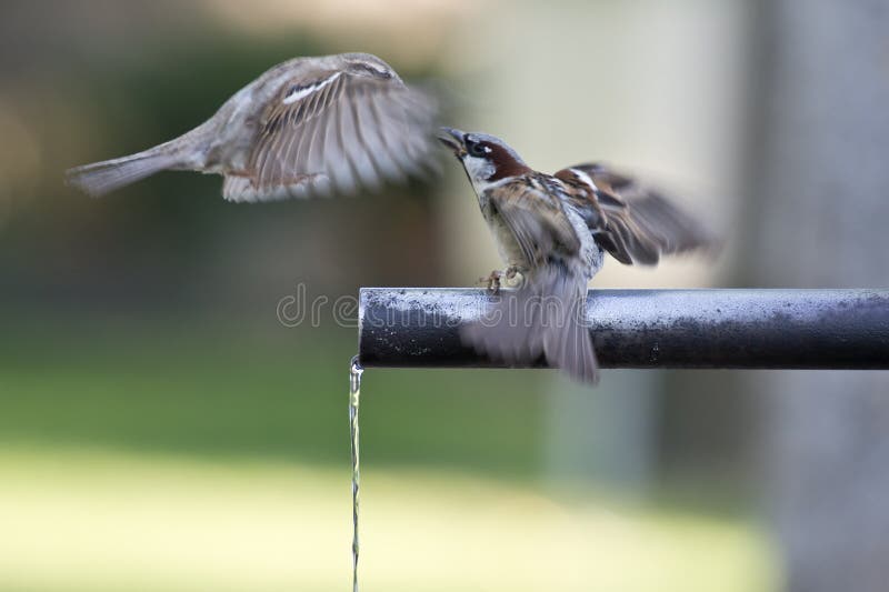 Gruppe aus spatzen trinken frisch Wasser rohr.