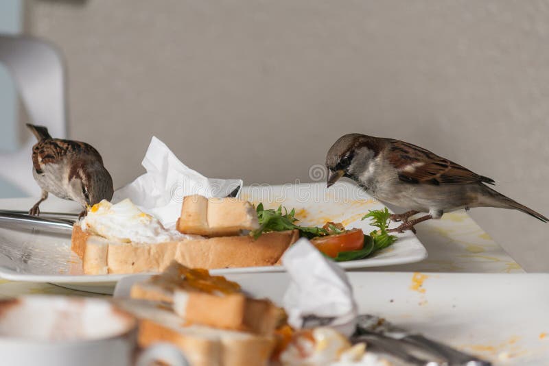 Sparrows eating from plate