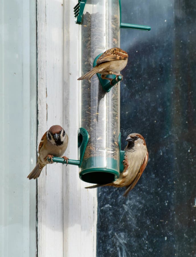 Sparrows Feed in the Trough Stock Photo Image of house, bird 156511324