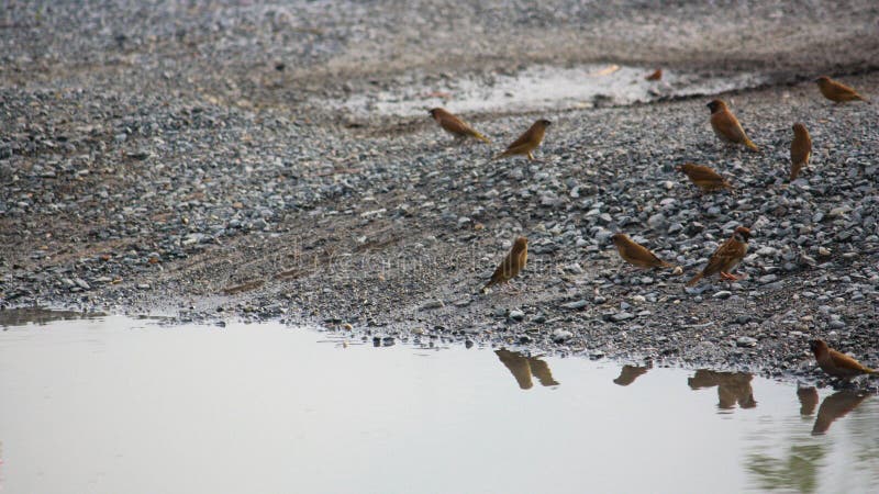 Sparrows and living with humans stock photos Sparrows and living with humans stock photos
