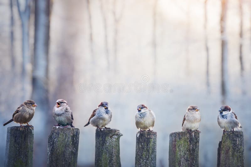 Sparrows in a row on wooden fence