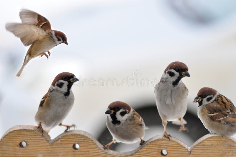 Sparrows on the trough.