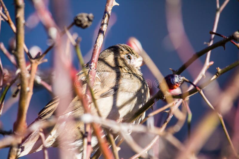Sparrows on a Wild Rose Bush in Winter Stock Image Image of animal, brown 240638453