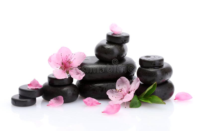 Spastenar med droppar och rosa sakura blommor fotografering för bildbyråer Spastenar med droppar och rosa sakura blommor fotografering för bildbyråer