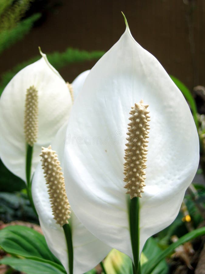 Spathiphyllum immagini stock libere da diritti