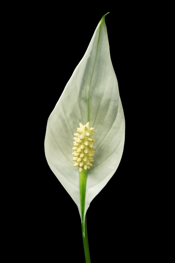 Spathiphyllum Cochlearispathum Stock Photo Image of path, perennial