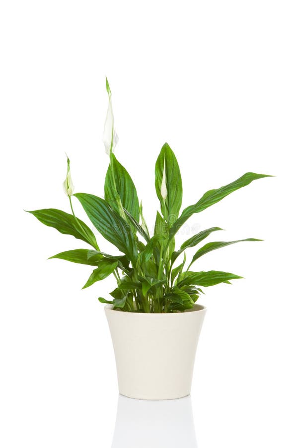 Spathiphyllum flower plant