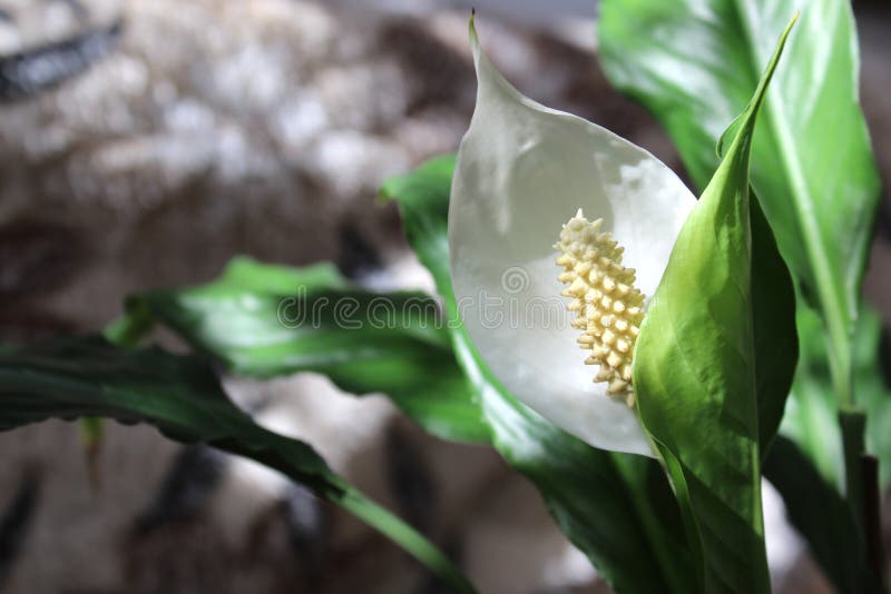 Spatifilo. Planta De Interior Con Flores Blancas. Una Flor En Una Olla Se  Para En La Ventana. Foto de archivo - Imagen de pétalo, brillante: 181658834