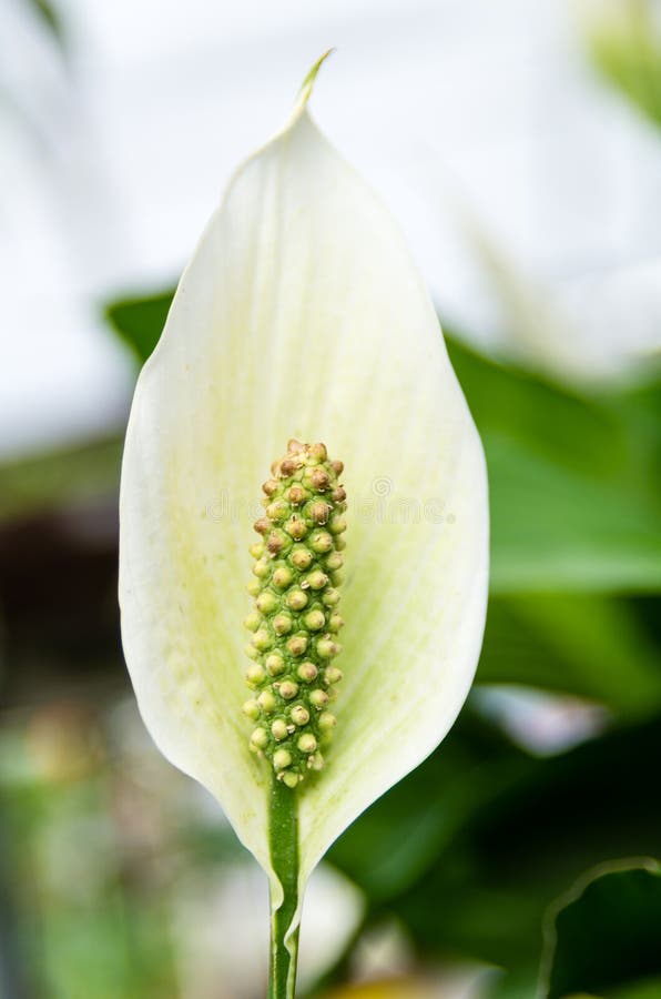 Spathiphyllum or Peace Lily Flower Stock Photo Image of flower, peace