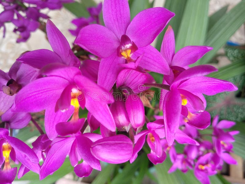 Orquídea roxa-do-mato-roxo foto de stock. Imagem de planta - 173187954