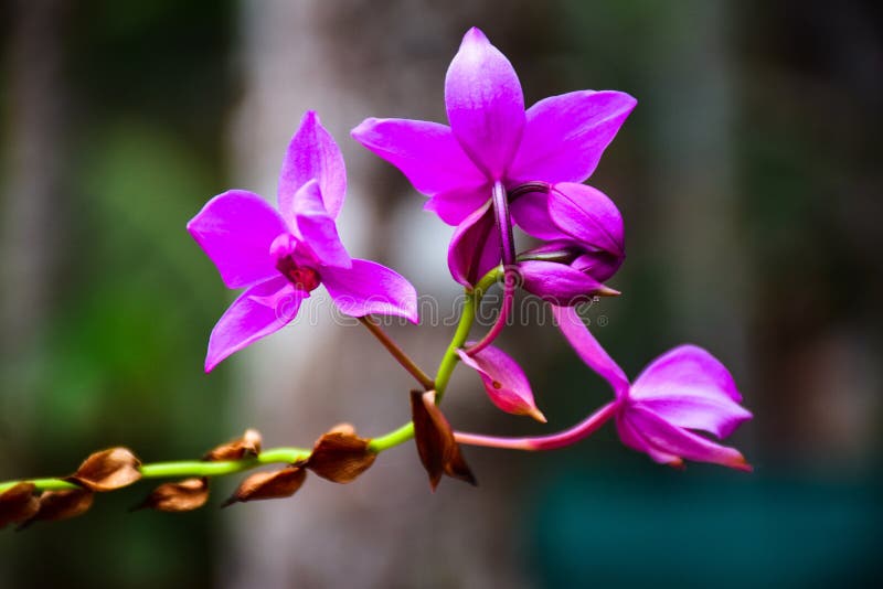 Spathoglottis Plicata Filipina Orquídea Terrestre Gran Orquídea Púrpura  Imagen de archivo - Imagen de tierra, lila: 178636937