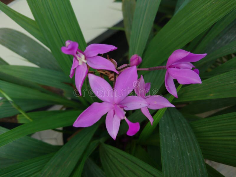 Spathoglottis Plicata Ou Filipinas Orquídea Moída Imagem de Stock - Imagem  de roxo, parque: 158203387