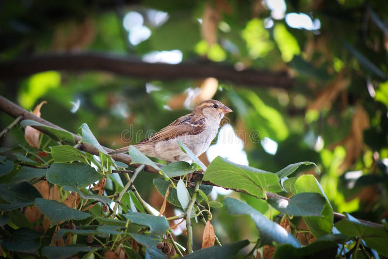 Spatz lizenzfreie stockfotos Spatz lizenzfreie stockfotos