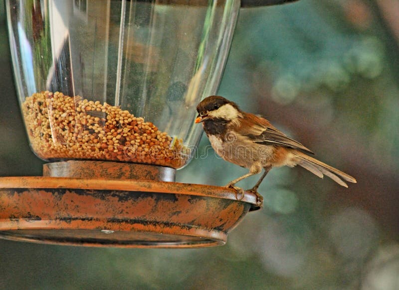 Spatz auf der Vogel-Zufuhr stockfoto Spatz auf der Vogel-Zufuhr stockfoto