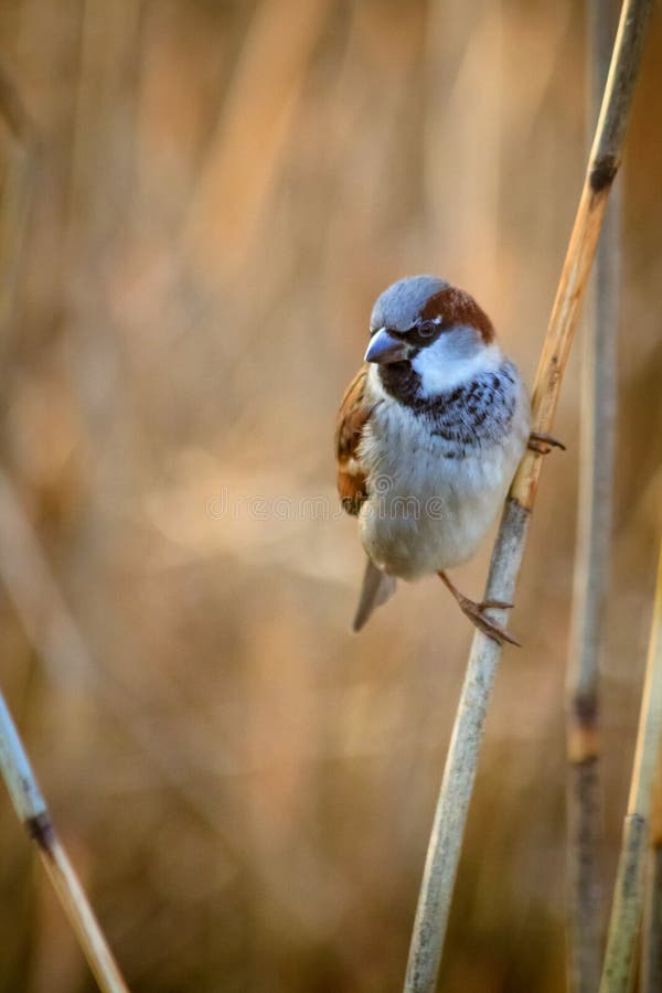 Spatz auf einer Niederlassung im Park Helsinki stockbild Spatz auf einer Niederlassung im Park Helsinki stockbild