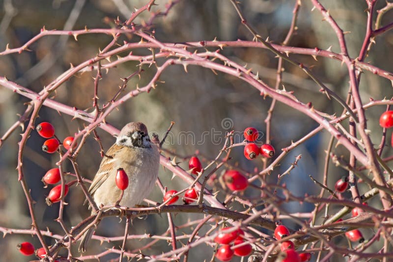 Spatz unter roten Hagebutten an einem kalten Wintertag stockbild Spatz unter roten Hagebutten an einem kalten Wintertag stockbild