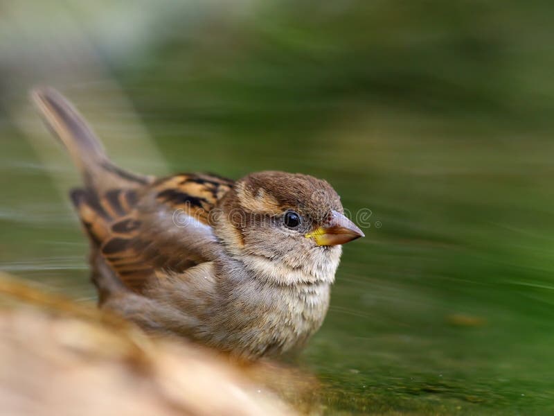 Spatzenvogel stockbild Spatzenvogel stockbild