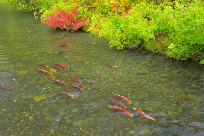 134 Salmon Egg River Stock Photos - Free & Royalty-Free Stock