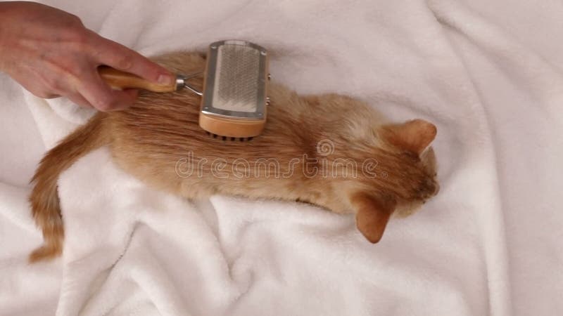 Spazzola della mano della donna una pelliccia arancio del gattino del soriano - vista superiore