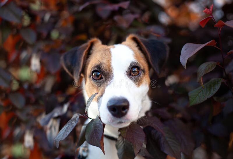 Spaß und aktiver Zucht- Hund Jack Russell Terrier In das Laub an einem sonnigen Sommertag Porträt eines glücklichen Jack Russell- stockbild Spaß und aktiver Zucht- Hund Jack Russell Terrier In das Laub an einem sonnigen Sommertag Porträt eines glücklichen Jack Russell- stockbild