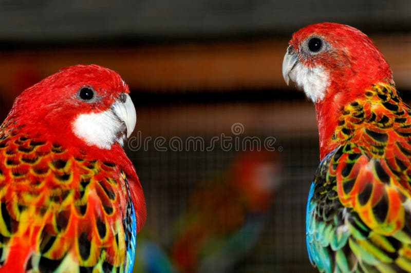 Speaking parrots