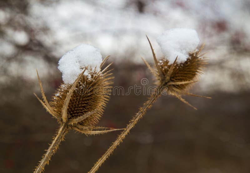 Spear distel met sneeuw in de winter wordt behandeld die stock foto Spear distel met sneeuw in de winter wordt behandeld die stock foto