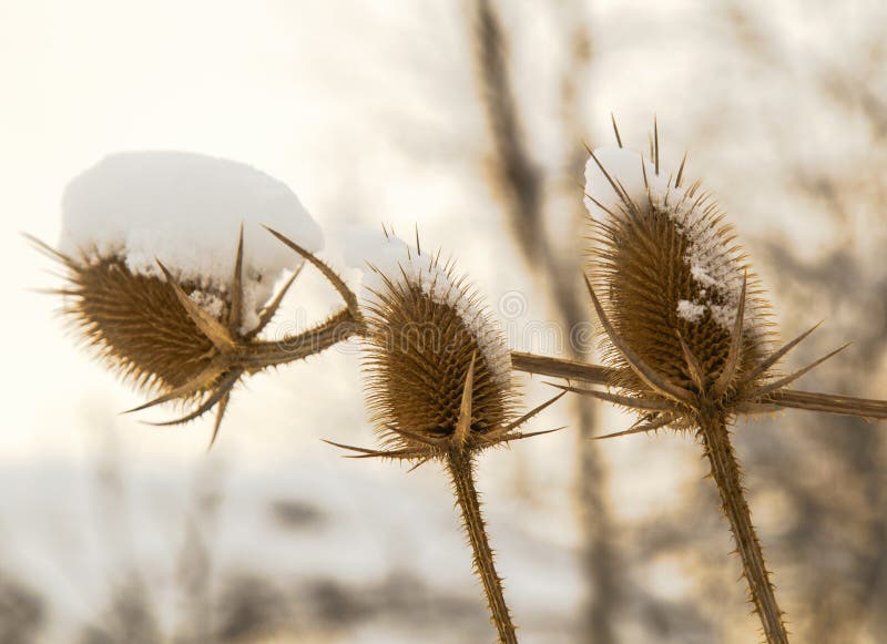 Spear distel met sneeuw in de winter wordt behandeld die royalty-vrije stock afbeelding Spear distel met sneeuw in de winter wordt behandeld die royalty-vrije stock afbeelding