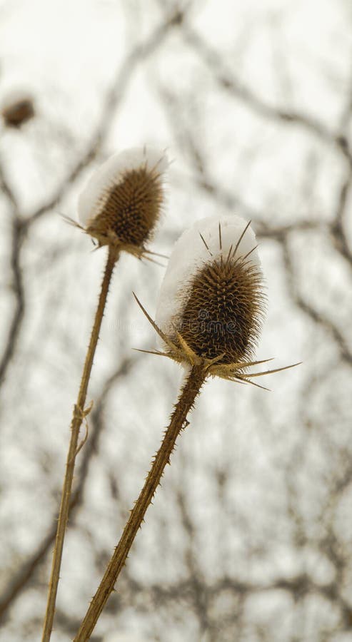 Spear distel met sneeuw in de winter wordt behandeld die royalty-vrije stock foto's Spear distel met sneeuw in de winter wordt behandeld die royalty-vrije stock foto's