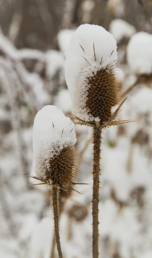 Spear distel met sneeuw in de winter wordt behandeld die royalty-vrije stock afbeeldingen Spear distel met sneeuw in de winter wordt behandeld die royalty-vrije stock afbeeldingen