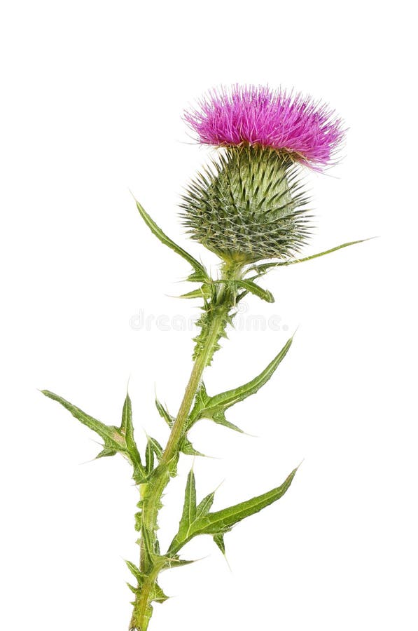 Spear thistle isolated