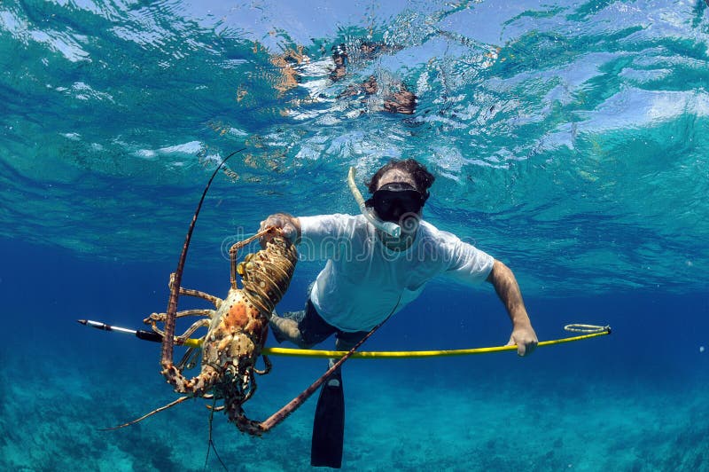 Spearfishing for lobster stock photo. Image of bahamas 24993336