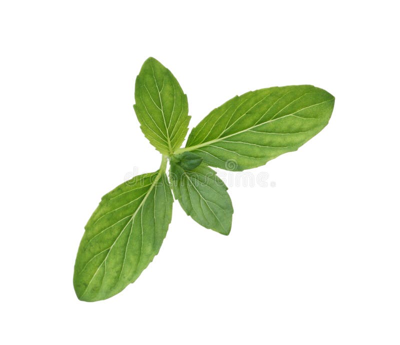 spearmint royalty-vrije stock afbeelding spearmint royalty-vrije stock afbeelding