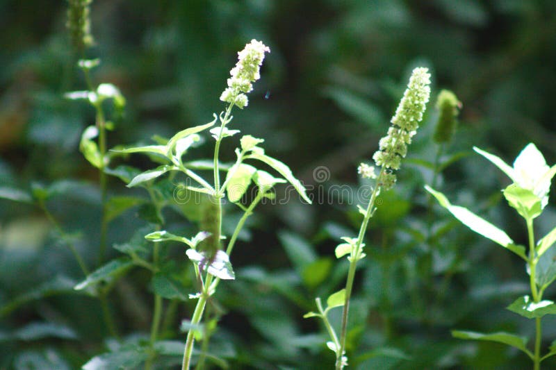 Spearmint in bloom closeup view with selective focus on foreground