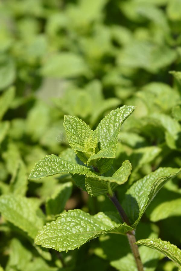 Spearmint stock photo. Image of mentha, mint, spearmint 245283826