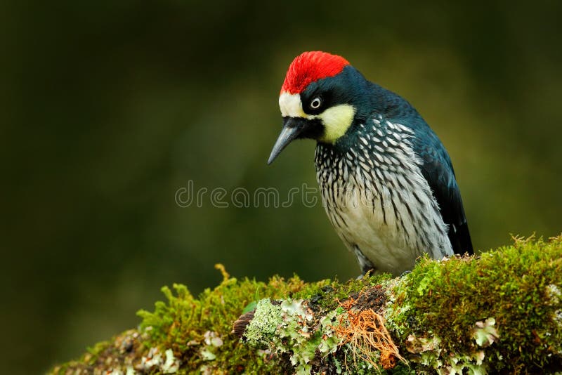 Specht vom Costa Rica-Gebirgswald, Eichel-Specht, Melanerpes formicivorus Schöner Vogel, der auf dem grünen mosse sitzt