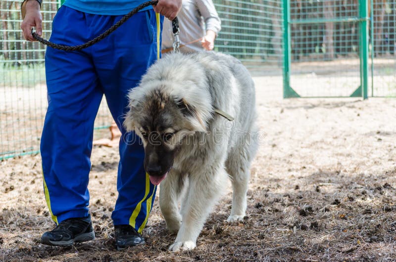 Occupation, Dog Training on a Special Platform. Classes with a Dog