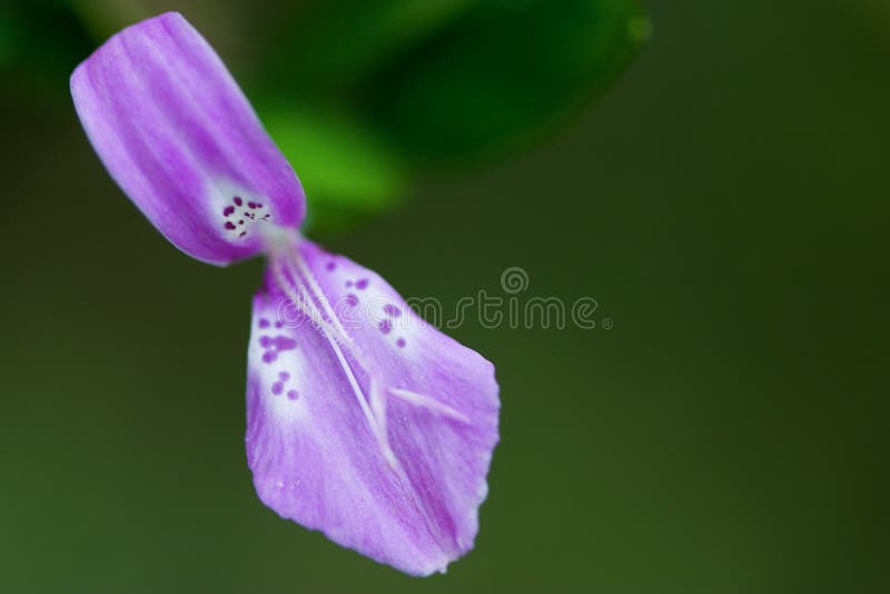 Special flower in wild