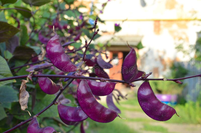 Special heirloom purple green beans growin at garden
