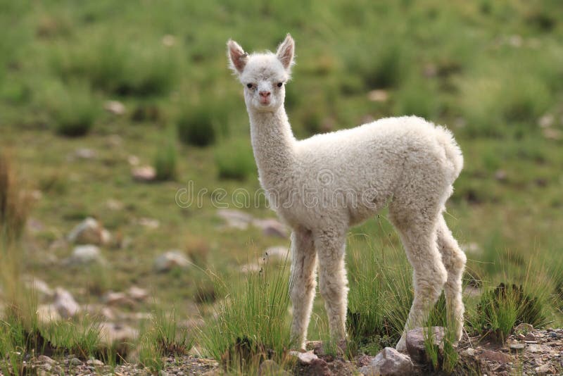 South American Alpaca, the Cutest Animal in the World Stock Photo - Image  of livestock, agriculture: 182314848
