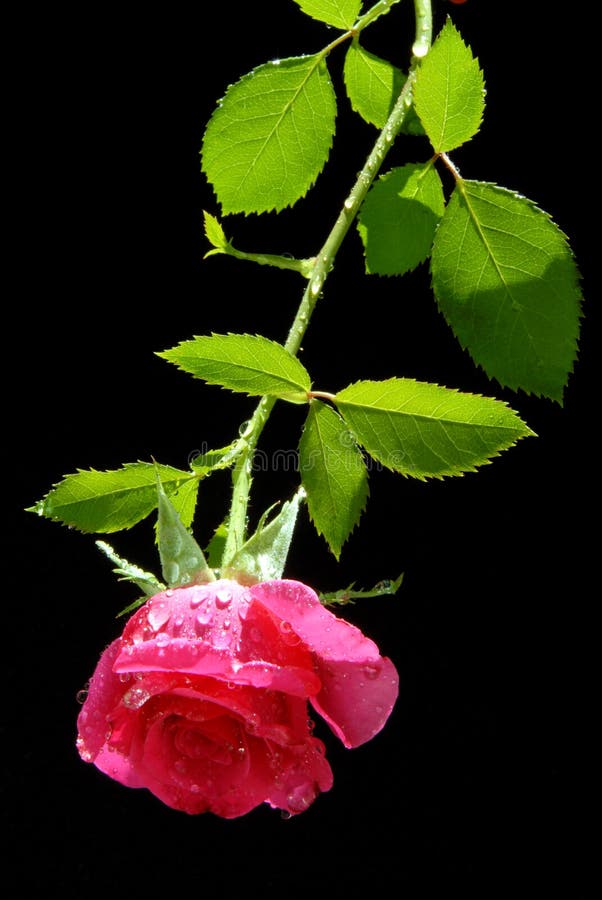 A Special Pink Rose stock photo. Image of drips, roses 2688420