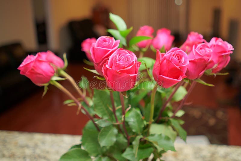 Special pink rose flower stock photo. Image of beauty 229522620