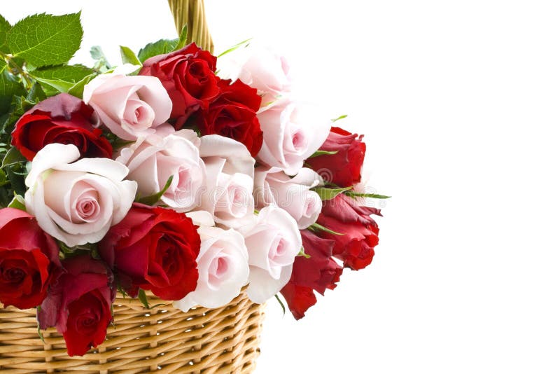 Special roses for you stock photo. Image of birthday 13446052