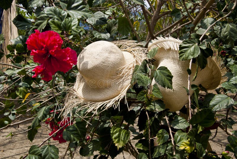 Special skärm av Straw Hats arkivfoto Special skärm av Straw Hats arkivfoto