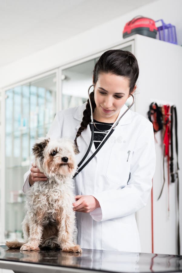 Specialista del veterinario che esamina cane malato fotografia stock Specialista del veterinario che esamina cane malato fotografia stock