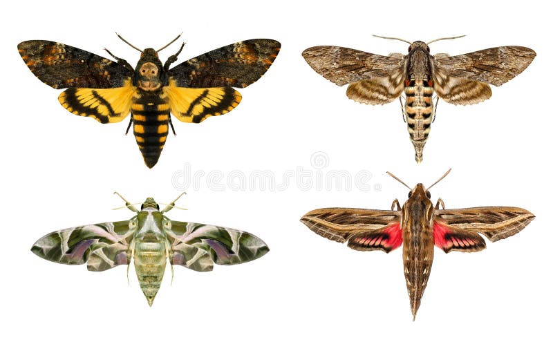 Specie dei lepidotteri