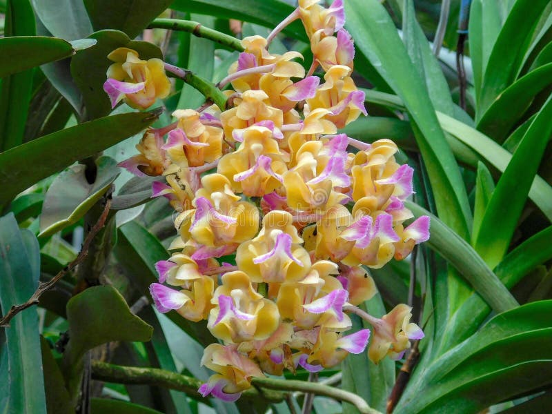 This species of orchid is called Vanda flabellata and is native to southern China, Burma, Laos and Thailand. This species of orchid is called Vanda flabellata and is native to southern China, Burma, Laos and Thailand.