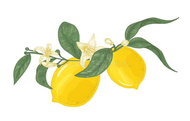 Specificerad teckning av citronväxtfilialen med blommor och sidor som isoleras på vit bakgrund Organisk mogen ljus guling stock illustrationer