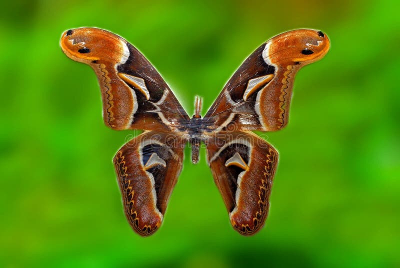 Specimen of big Atlas moth