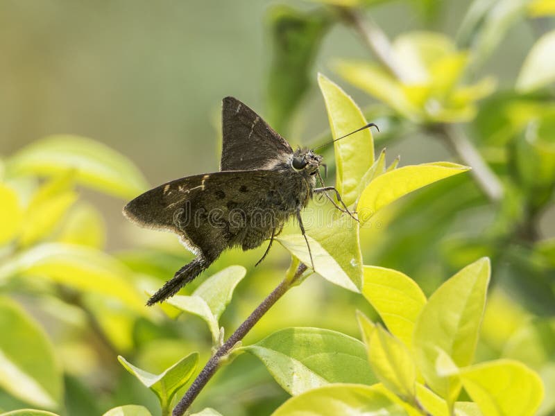 1,318 Moth Protection Stock Photos - Free & Royalty-Free Stock Photos from  Dreamstime